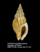 Antillophos grateloupianus (5)
